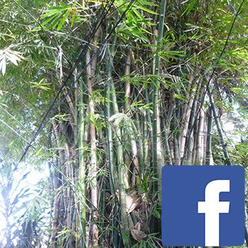 picto comunidade facebook